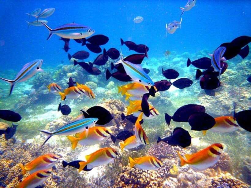 Cebu: Mactan Island Hopping Boat Tour with Lunch - Who will enjoy this Mactan island tour