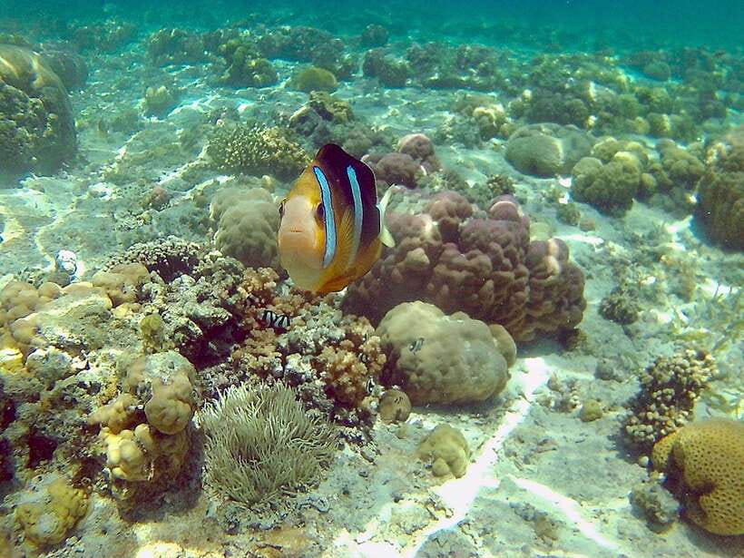 Cebu: Mactan Island Hopping Boat Tour with Lunch - The first cruise sets the pace