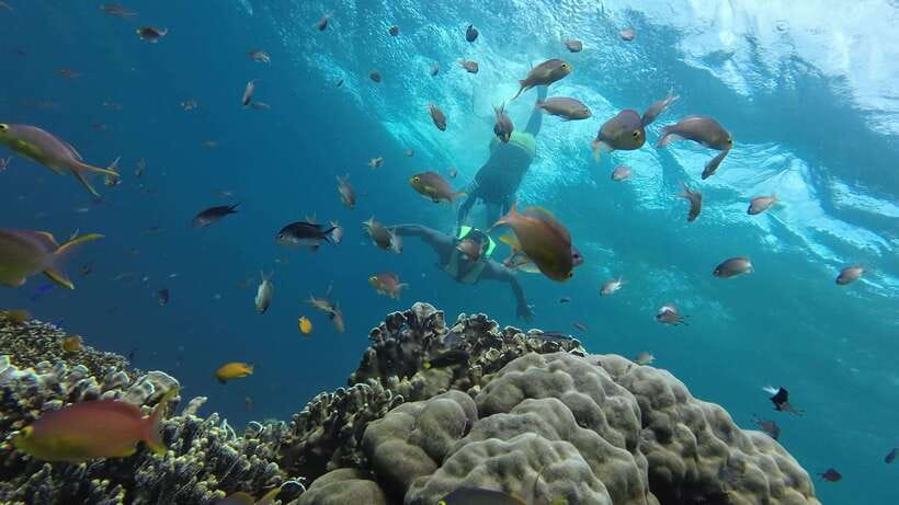 Cebu Moalboal Adventure Combo: Snorkel & Canyoneering +Lunch - The 4:30 AM pickup from Cebu