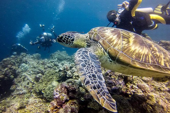 Cebu Moalboal Beach, Sardine Run, Sea Turtle Viewing + Canyoneering Tour - Why Moalboal makes a strong Cebu day trip