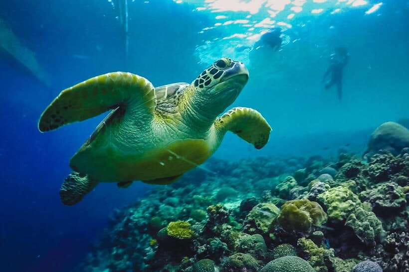 Cebu: Moalboal Island Hopping and Mantayupan Falls Day Trip - Key points to know before booking