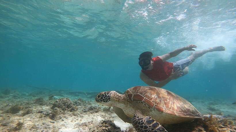 Cebu: Moalboal Island Hopping and Mantayupan Falls Day Trip - Who will enjoy this most