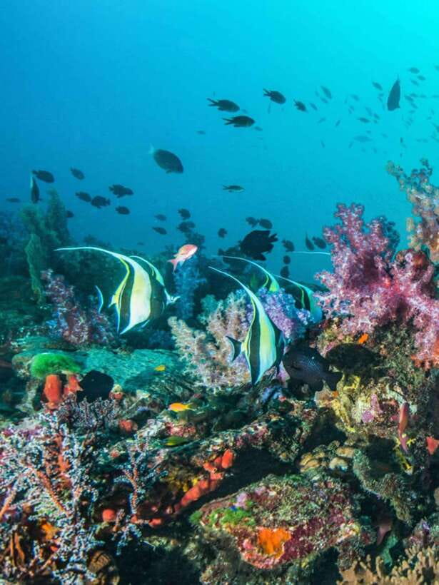 Cebu: Moalboal Island Hopping and Mantayupan Falls Day Trip - Turtle Point and the value of a natural encounter