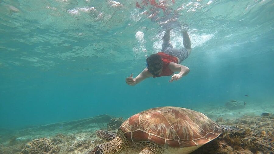 Cebu: Moalboal Island Hopping and Mantayupan Falls Day Trip - The Moalboal sardine run