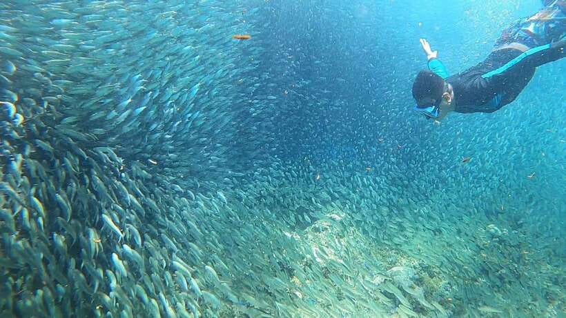 Cebu: Moalboal Island Hopping & Kawasan Falls Adventure - Key Points At A Glance