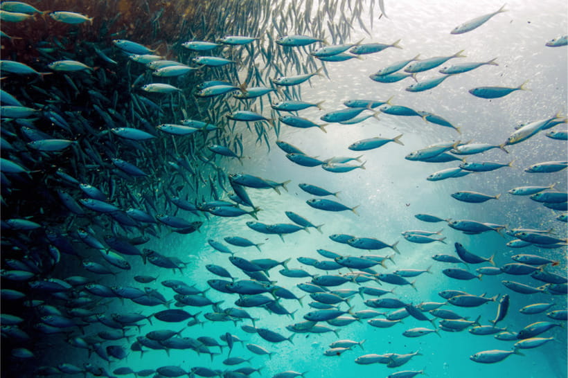 Cebu: Moalboal Sardine Run, Turtles & Oslob Whale Shark Tour - Key points to know before booking