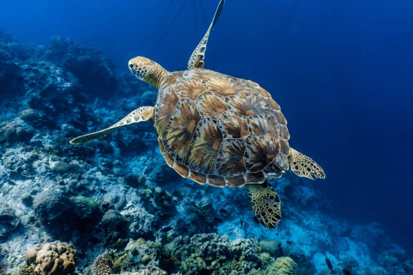 Cebu: Moalboal Sardine Run, Turtles & Oslob Whale Shark Tour - Who should book this day trip?