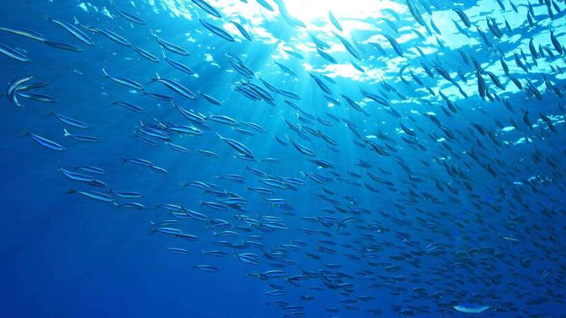 Cebu: Moalboal Sardines and Turtles Snorkeling Tour - Key points to know before you book