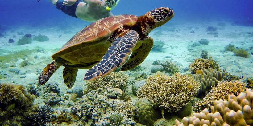 Cebu: Moalboal Sardines and Turtles Snorkeling Tour - Who should book this Moalboal day trip?