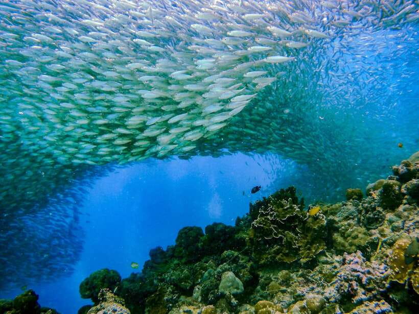 Cebu: Moalboal Sardines and Turtles Snorkeling Tour - Breakfast is practical, but check the arrangement