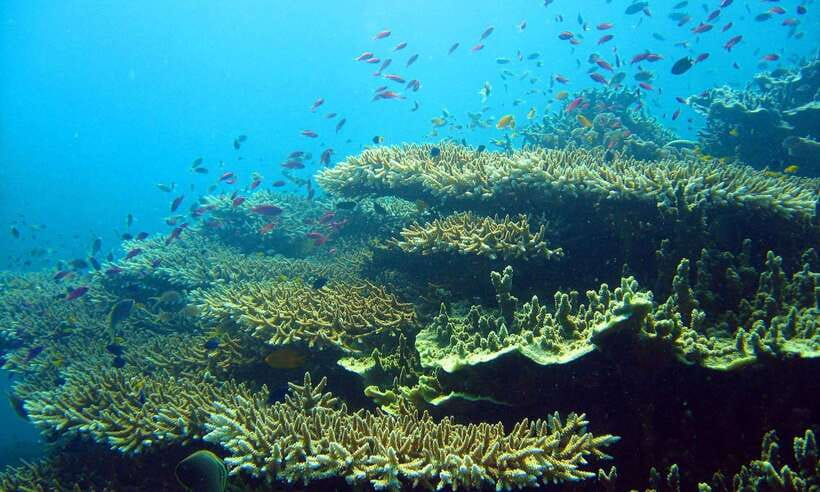 Cebu: Moalboal Sardines and Turtles Snorkeling Tour - What the guide adds to the experience