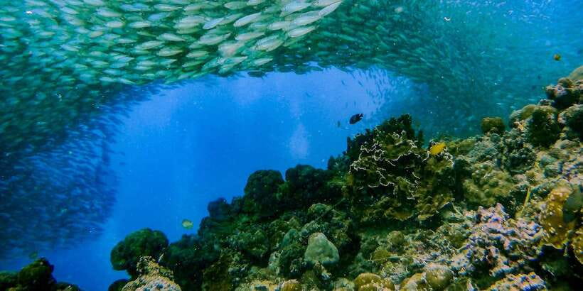 Cebu: Moalboal Sardines and Turtles Snorkeling Tour - Water conditions, coral, and realistic expectations