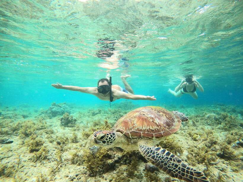 Cebu: Moalboal Sardines Run Snorkel & Kawasan Canyoneering - The best parts of this Cebu adventure