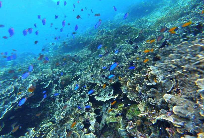 Cebu: Moalboal Sardines Run Snorkel & Kawasan Canyoneering - Who should book this trip?