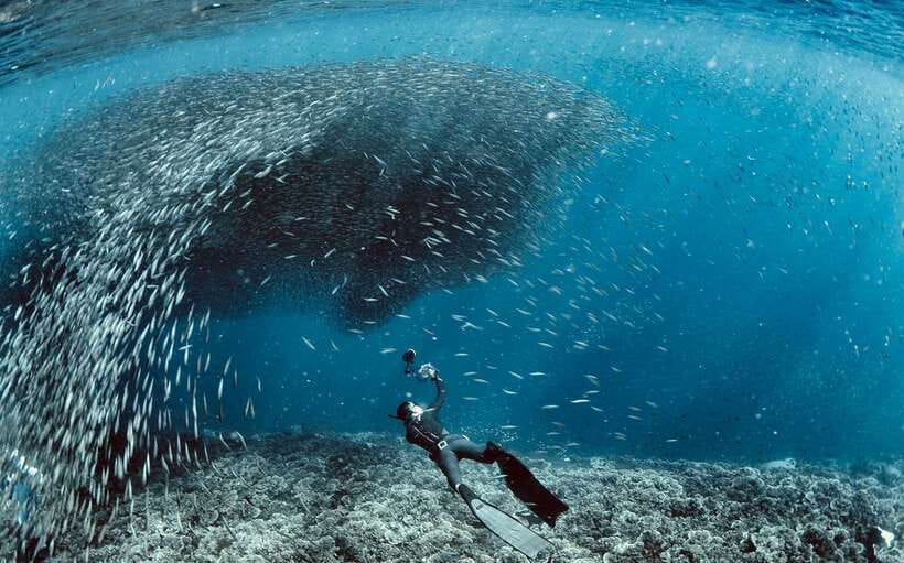 Cebu: Moalboal Sardines & Turtle Snorkeling and Canyoneering - Key points at a glance