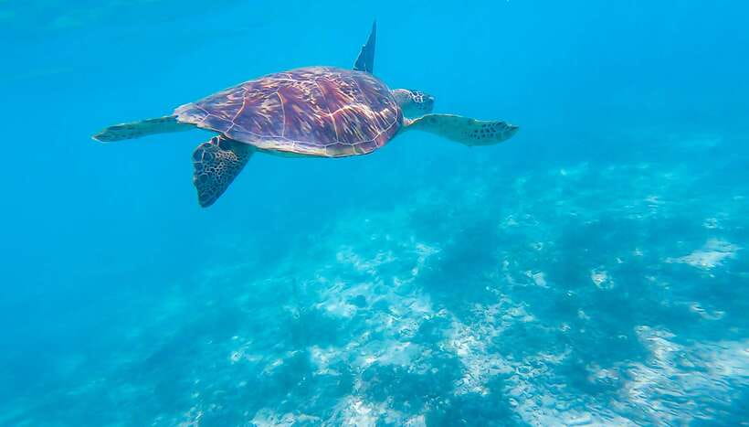 Cebu: Moalboal Sardines & Turtle Snorkeling and Canyoneering - Panagsama Beach and the Moalboal sardine run