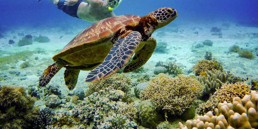 Cebu: Moalboal Sardines & Turtle Snorkeling and Canyoneering - Finishing at the turquoise Kawasan Falls