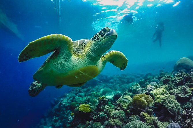 Cebu: Moalboal Sardines, Turtle Snorkeling & Kawasan Canyoneering - Why This South Cebu Combination Works