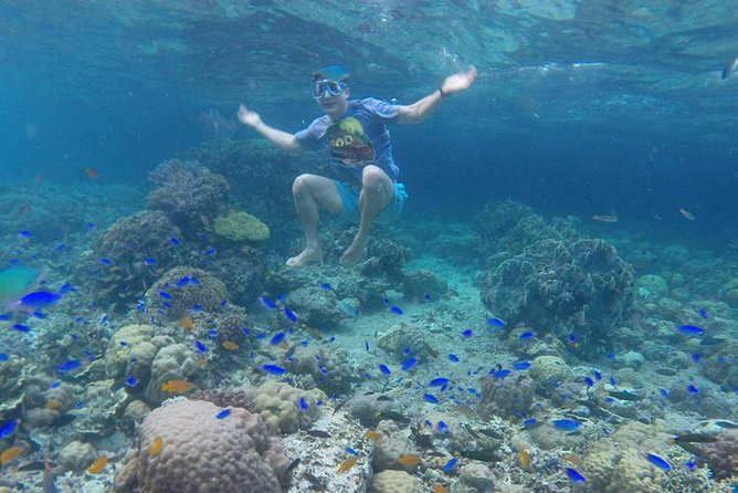Cebu: Moalboal Sardines, Turtle Snorkeling & Kawasan Canyoneering - Moalboal Sardines: A Spectacle Just Offshore