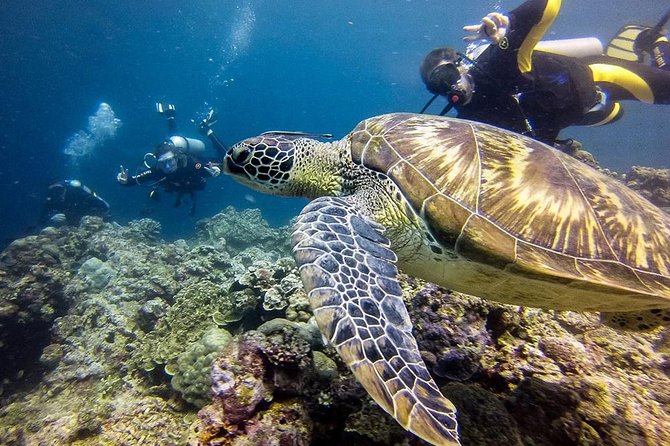 Cebu: Moalboal Sardines, Turtle Snorkeling & Kawasan Canyoneering - What to Pack for Water, Rock, and a Long Day