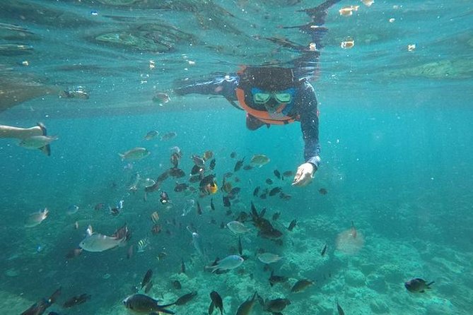 Cebu: Moalboal Sardines, Turtle Snorkeling & Kawasan Canyoneering - Swimming Beside Green Sea Turtles