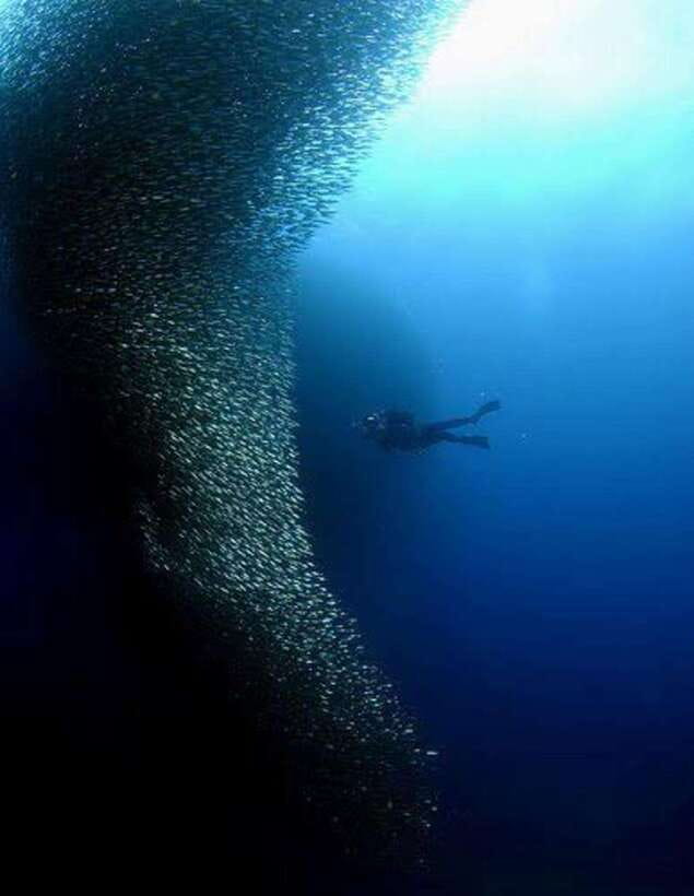 Cebu: Moalboal Scuba Diving, Sardines Run & Pescador Snorkel - Why Moalboal’s sardine run is worth seeing