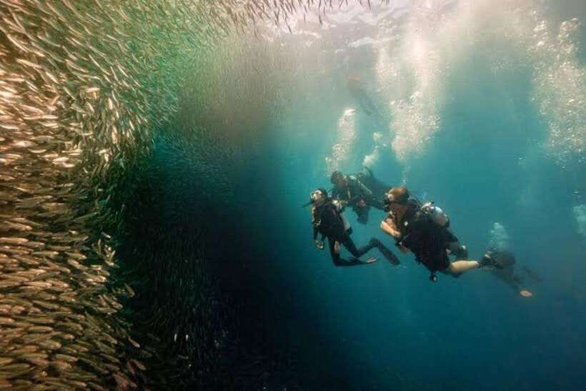 Cebu: Moalboal Scuba Diving, Sardines Run & Pescador Snorkel - Entering the sardine shoal near Moalboal