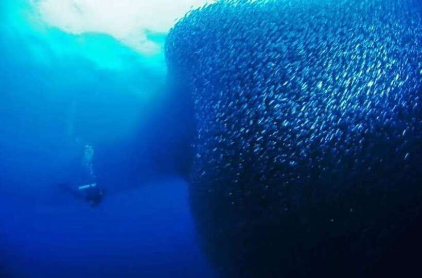 Cebu: Moalboal Scuba Diving, Sardines Run & Pescador Snorkel - What the eight-hour day actually involves