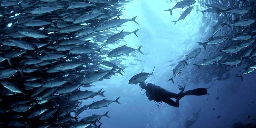 Cebu: Moalboal Scuba Diving with Sardines and Turtle Snorkel - What to expect around Pescador Island