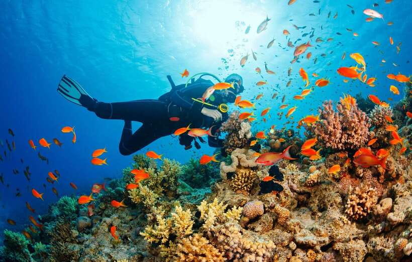 Cebu: Moalboal Scuba Diving with Sardines and Turtle Snorkel - The turtle snorkel in shallow water