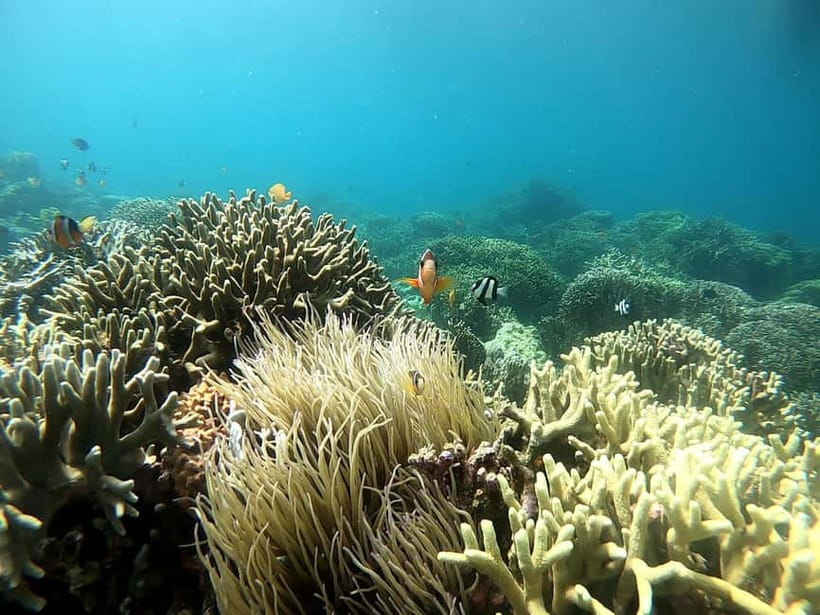 Cebu: Moalboal Snorkeling, Mantayupan Falls & ATV Adventure - The optional beach rest stop