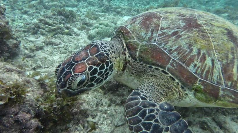 Cebu: Moalboal Snorkeling, Mantayupan Falls & ATV Adventure - Lunch in Carcar City
