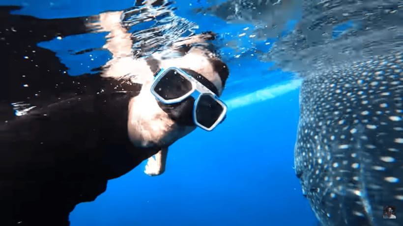 Cebu: Oslob Whale Shark and Moalboal Snorkeling Tour - What to bring and what to confirm