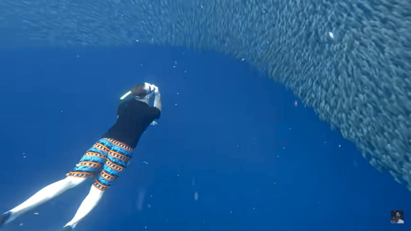 Cebu: Oslob Whale Shark and Moalboal Snorkeling Tour - Moalboal’s sardine run and reef life