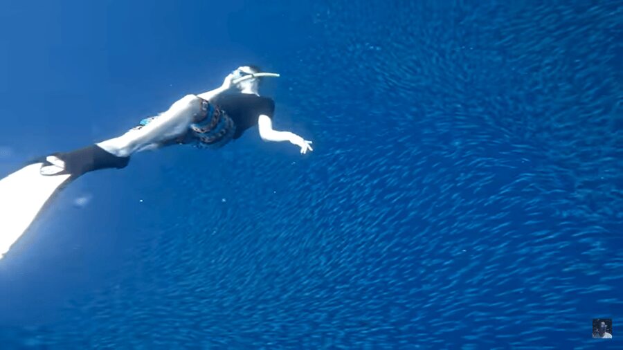 Cebu: Oslob Whale Shark and Moalboal Snorkeling Tour - The crowd factor at Moalboal