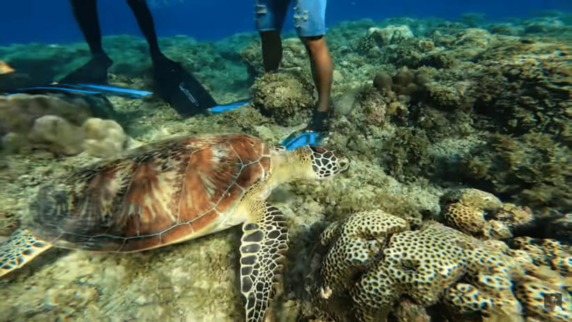 Cebu: Oslob Whale Shark and Moalboal Snorkeling Tour - Guides, drivers, and how the day feels