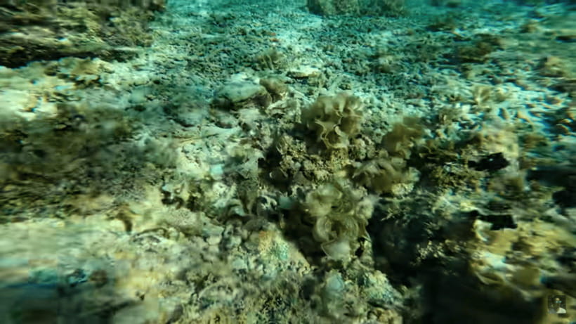 Cebu: Oslob Whale Shark and Moalboal Snorkeling Tour - Who will get the most from this tour