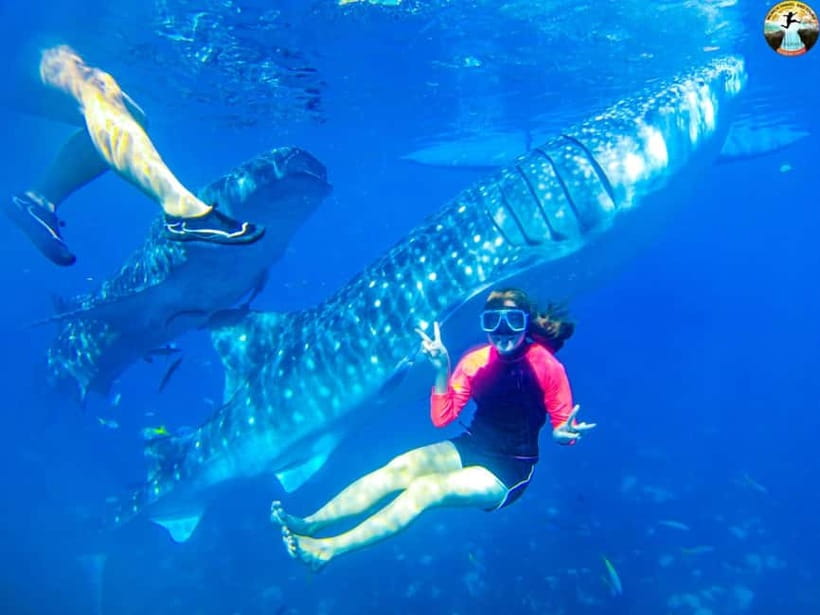 Cebu: Oslob Whale Shark Experience & Kawasan Canyoneering - Why this Cebu day works so well