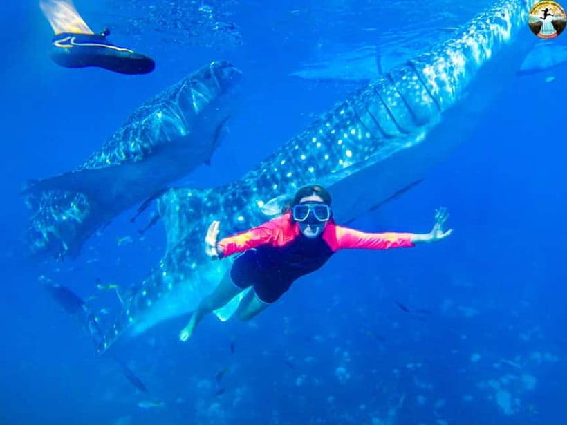 Cebu: Oslob Whale Shark Experience & Kawasan Canyoneering - Swimming with the whale sharks in Oslob