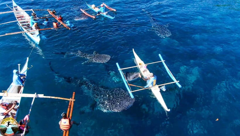 Cebu: Oslob Whale Shark Experience & Kawasan Canyoneering - Lunch in Badian before the hard work