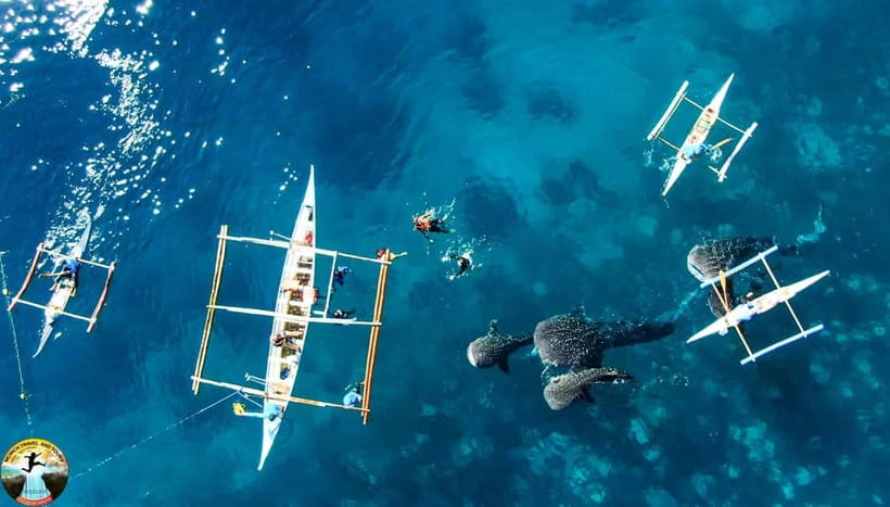 Cebu: Oslob Whale Shark Experience & Kawasan Canyoneering - What the $112 price really covers