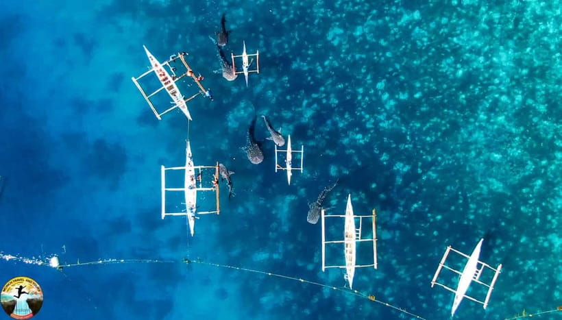 Cebu: Oslob Whale Shark Experience & Kawasan Canyoneering - Safety, fitness, and age rules