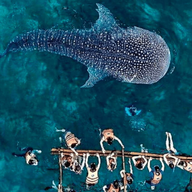 Cebu: Oslob Whale Shark, Sumilon, Ruins, Simala Church - Five things to know before you book