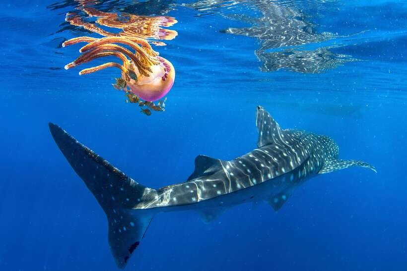 Cebu: Oslob Whale Shark Swim and Sumilon Island Day Tour - Why this Cebu day trip starts before sunrise