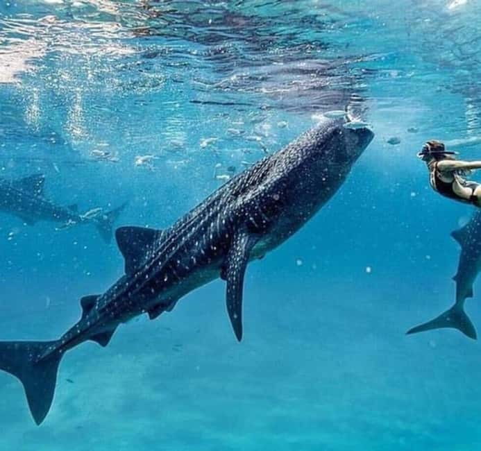 Cebu: Oslob Whale Shark Swim and Sumilon Island Day Tour - Sumilon Island and its famous white sandbar