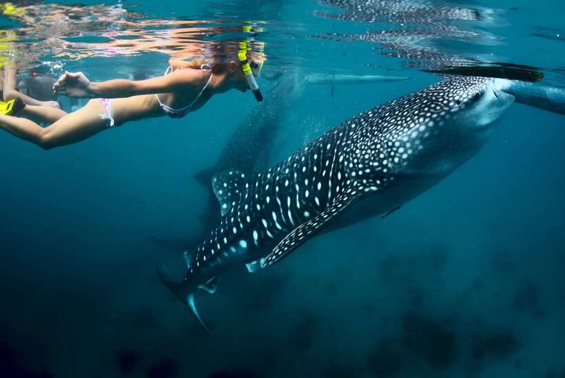 Cebu: Oslob Whale Shark Swimming - Key points to know before booking