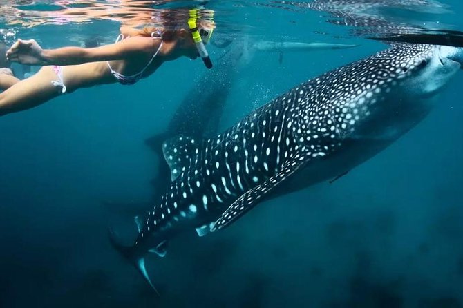 Cebu: Oslob Whale Shark Swimming and Kawasan Falls Canyoneering - Oslob’s guaranteed whale shark encounter