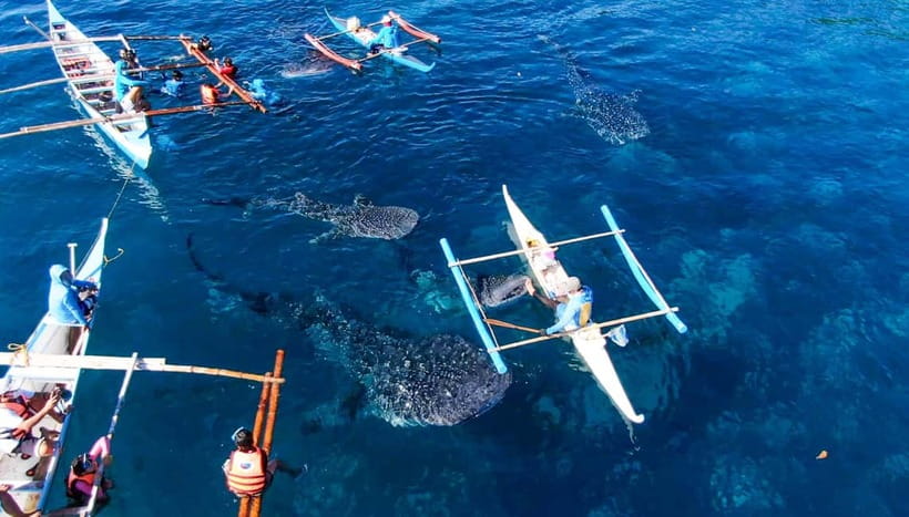 Cebu: Oslob Whale Shark Swimming and Tumalog Falls Tour - Key points before you book