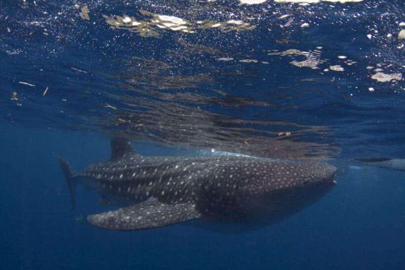 Cebu: Oslob Whale Shark Swimming and Tumalog Falls Tour - Breakfast in Oslob before the whale sharks