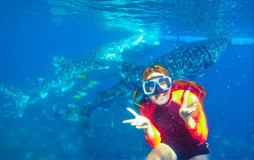Cebu: Oslob Whale Shark Swimming and Tumalog Falls Tour - What the Oslob whale shark encounter is really like